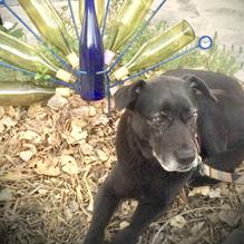 The Grey Mule Saloon restaurant view 3