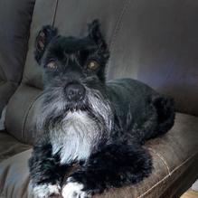 The Grey Mule Saloon restaurant view 4