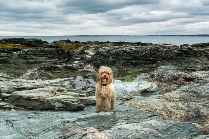 A dog takes a pet-friendly trip to the Rhode Island coast.