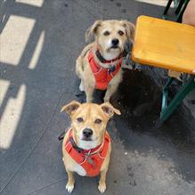 Alibi Ale Works - Truckee Public House restaurant view 3