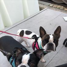 Tia Maria's European Cafe restaurant view 3