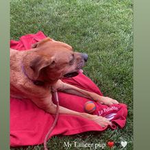 Toppling Goliath Brewing Co restaurant view 2