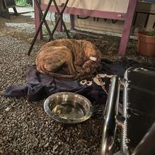 Mama Dimatteos restaurant view 1