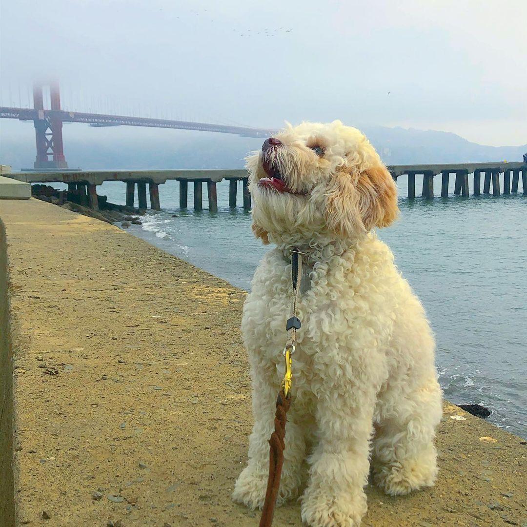 are dogs allowed at golden gate park