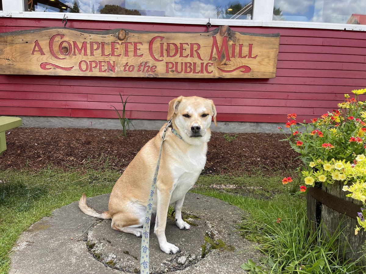 Cold Hollow Cider Mill restaurant view 1