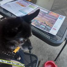 Big Lug Canteen restaurant view 4