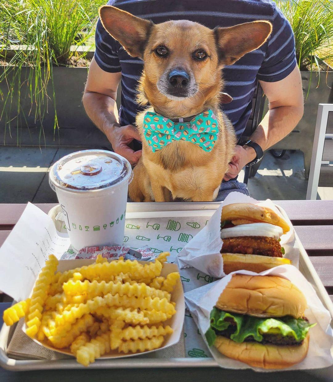 shake shack dog friendly