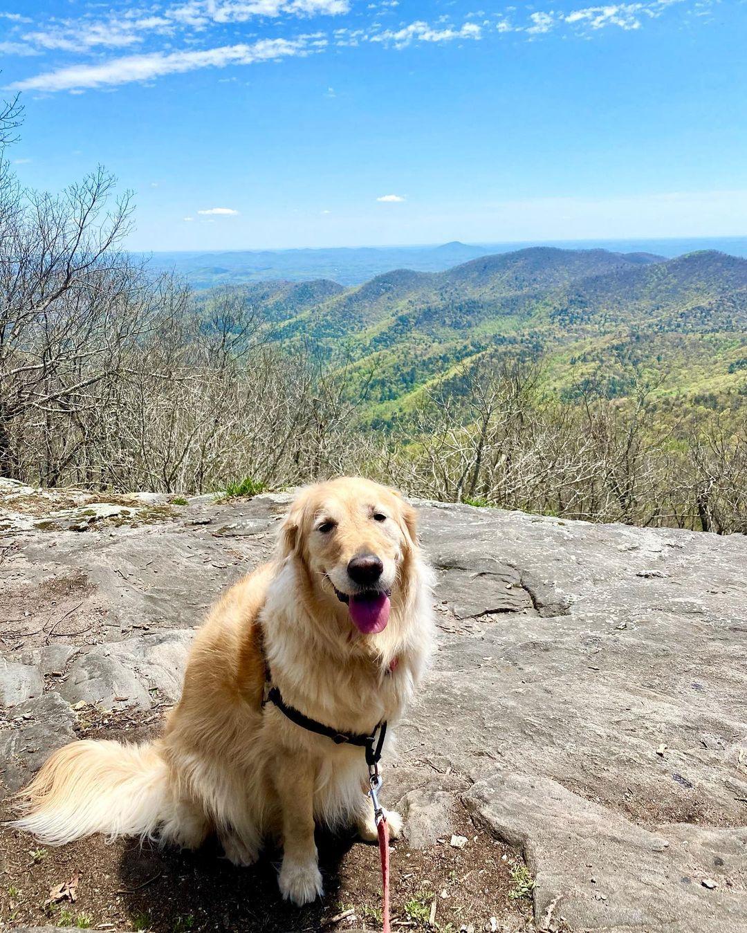 Dogs on shop the appalachian trail