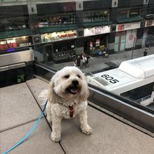 PappaRich restaurant view 1