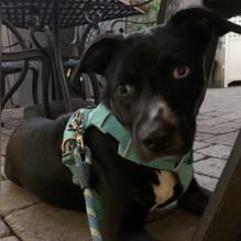 Thai Martinsburg Restaurant restaurant view 3