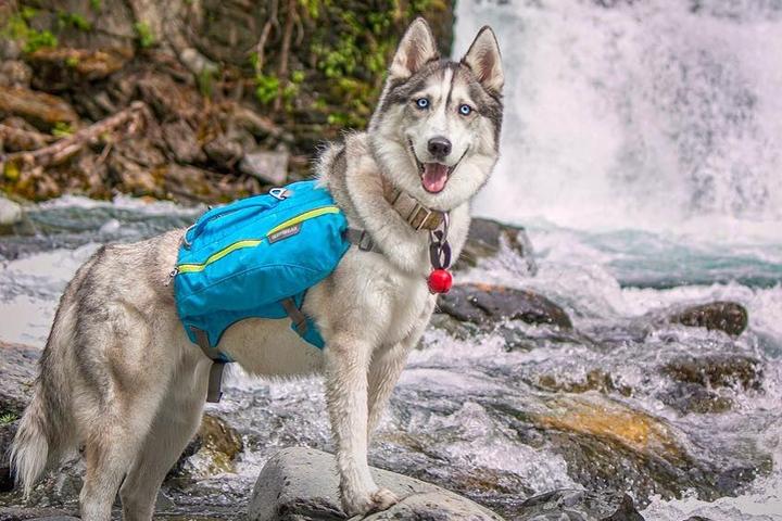 BringFido's Ruff Guide to Alaska