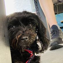 Ace Brewing Company restaurant view 1