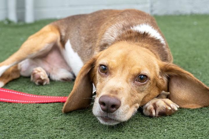 A rescued dog awaits a new home.