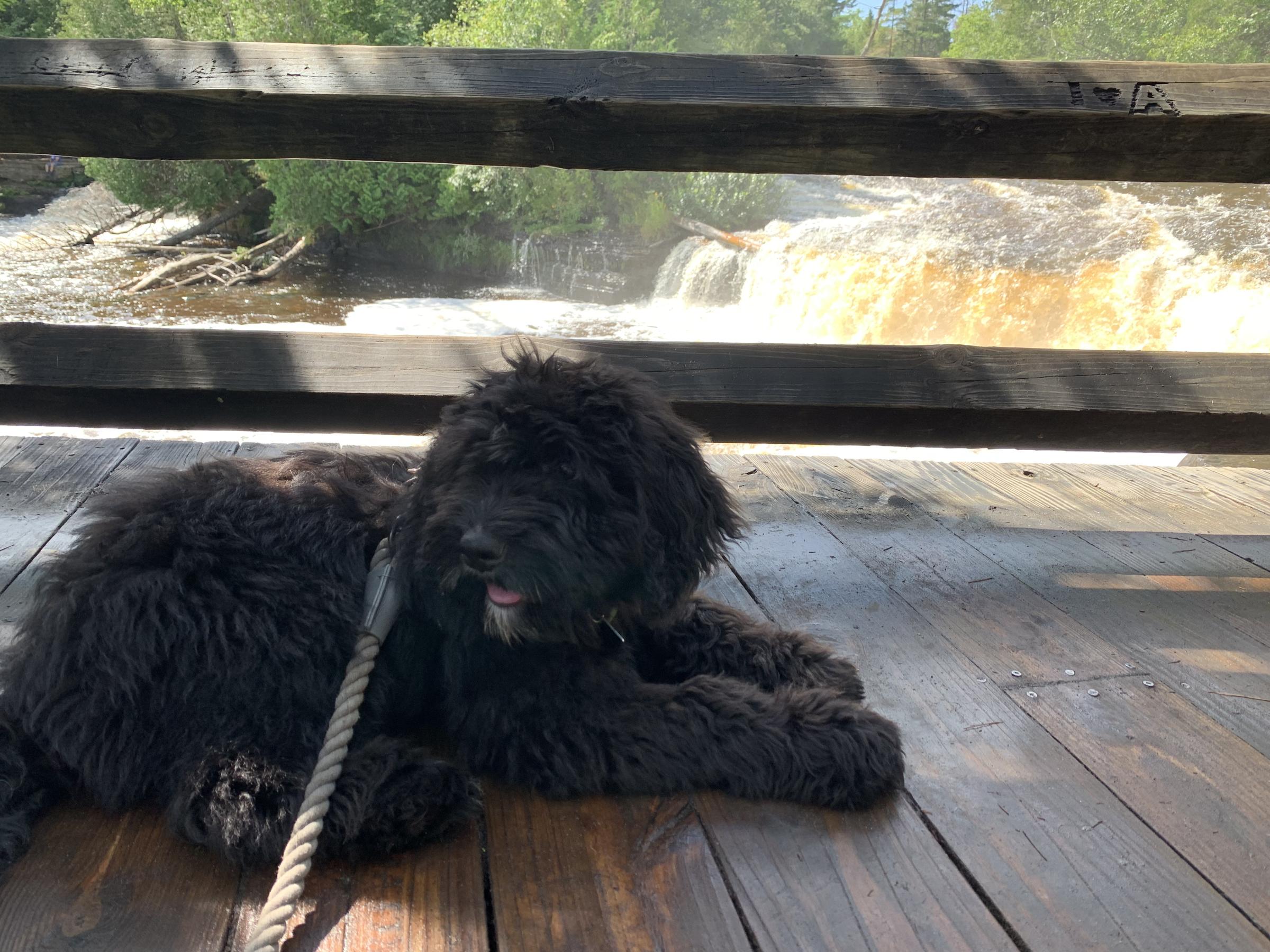 se permiten perros en el parque estatal tahquamenon falls
