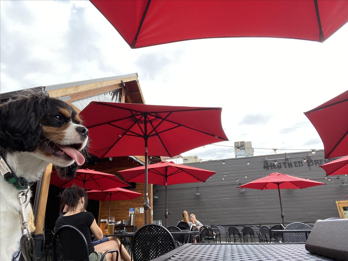 Feral Public House restaurant view 3