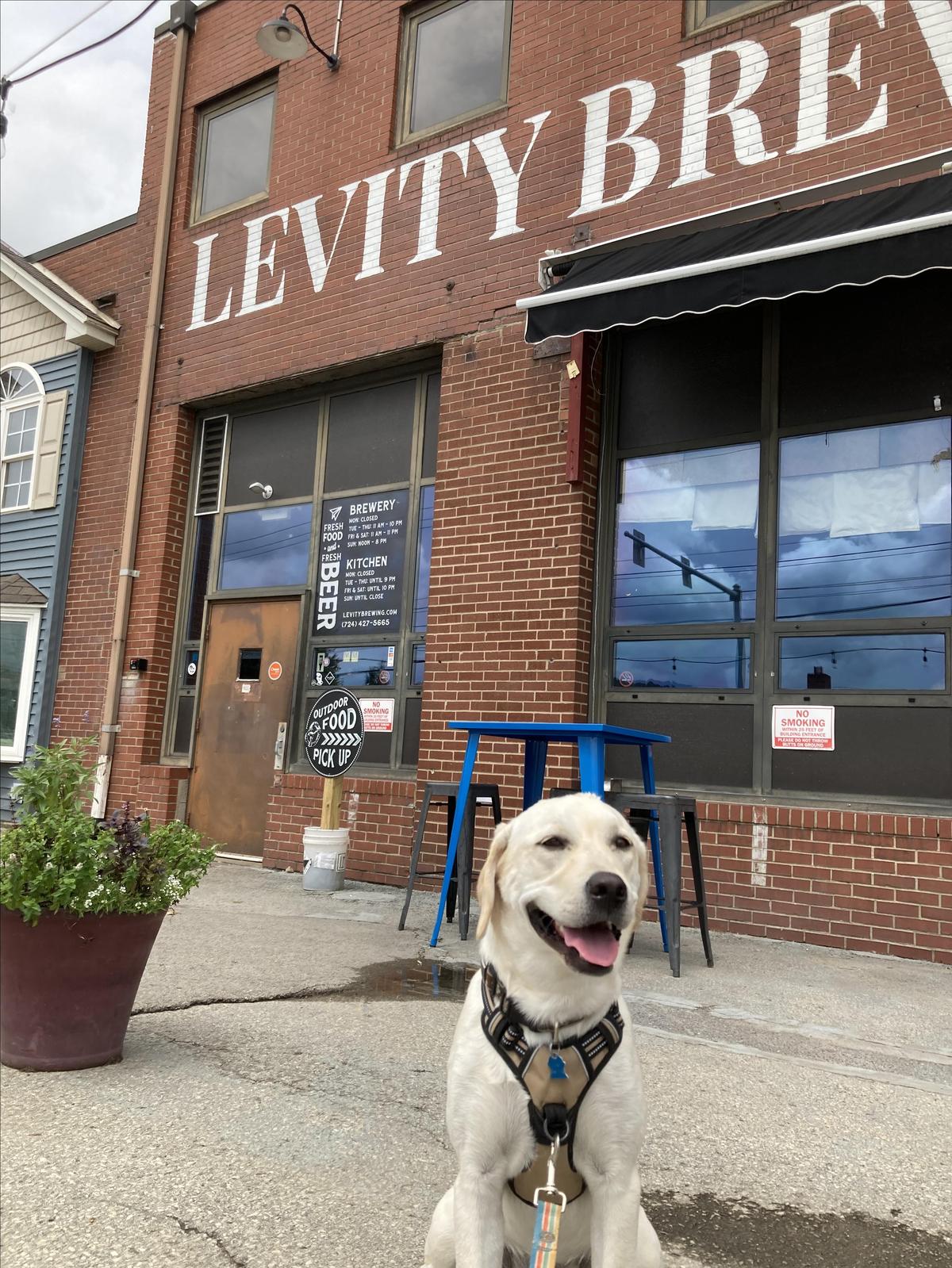 Levity Brewing Co. restaurant view 1