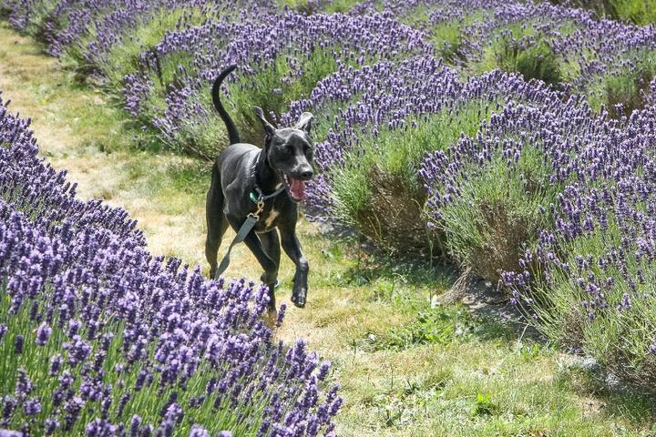 Ace the office dog runs through a lavender field.