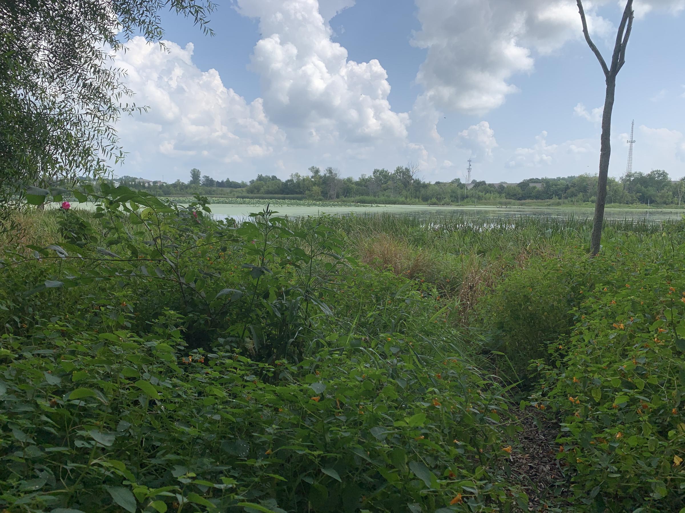 Celery Bog