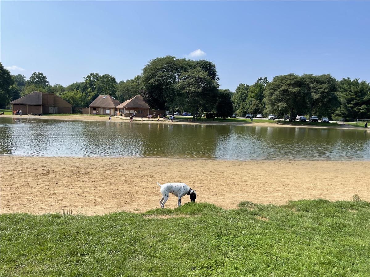 Bow wow hotsell beach dog park