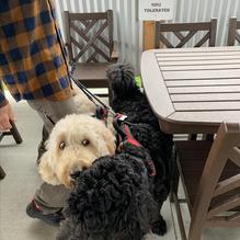 Bozeman Trail Steak House restaurant view 1