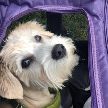 Field House Brewing Co. restaurant view 4