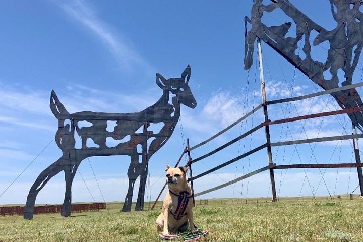 Office dog Roxy on a pet-friendly trip to North Dakota.