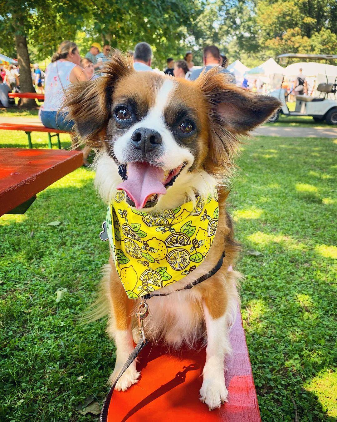 Woodland Art Fair ⋆ BringFido