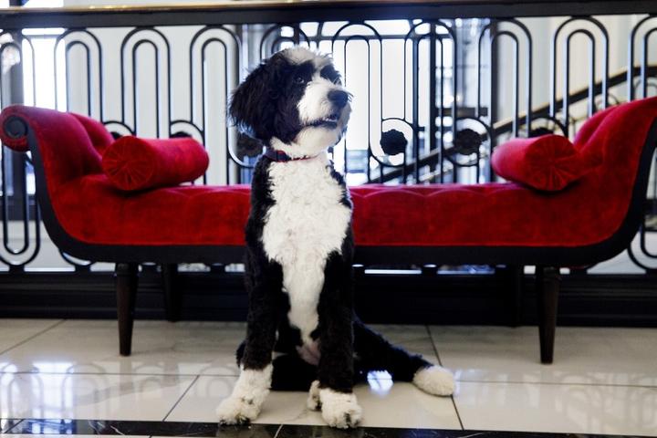 A dog in the lobby of the pet-friendly Hotel Carmichael.