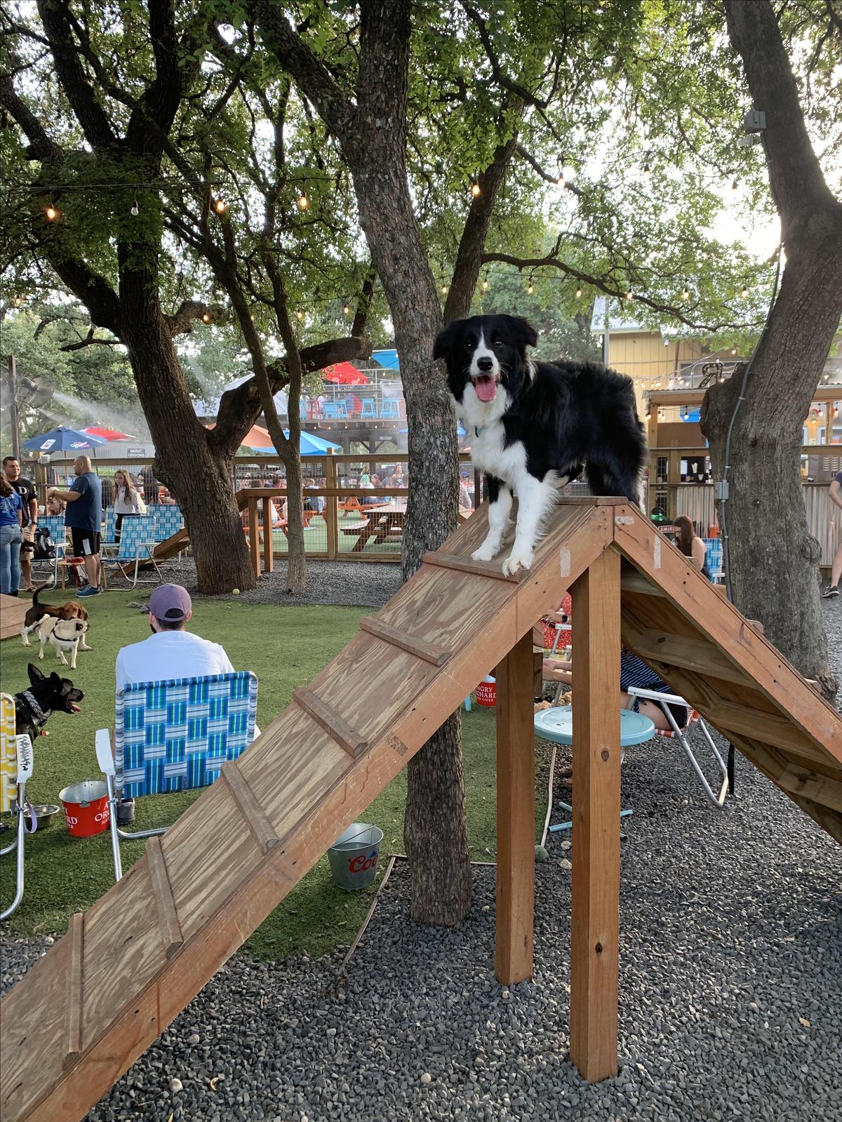 Hops and hounds clearance