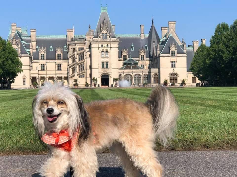 Dog boarding near clearance biltmore estate