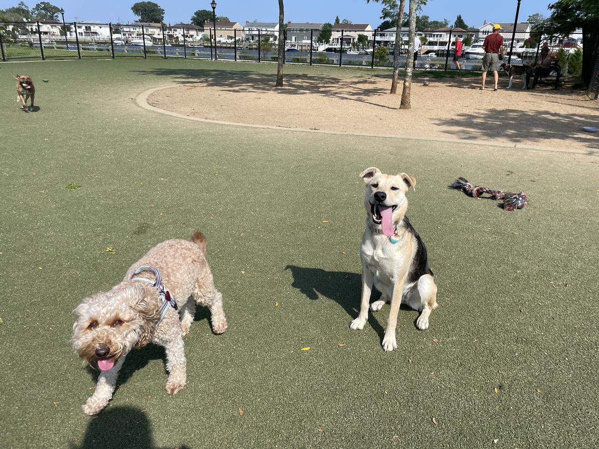 Pelham bay best sale park dog run