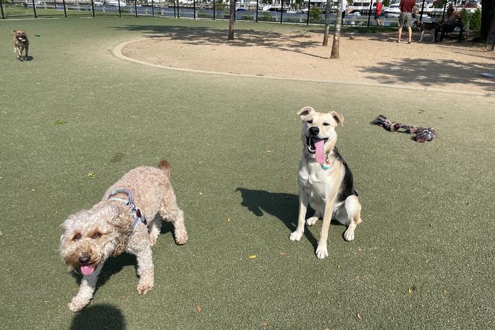 Pet Friendly Dog Run at Bay Park