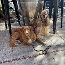 Broken Top Bottle Shop restaurant view 2