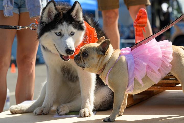 Two dogs meet at a new dog park.