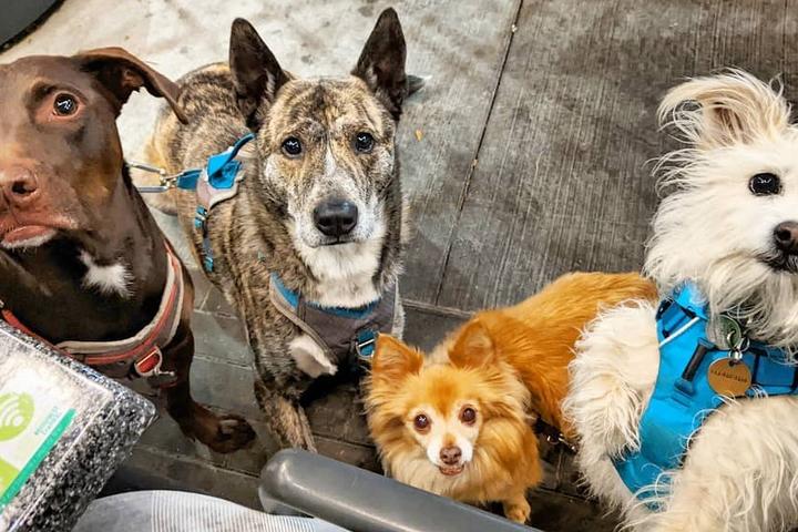Pet-Friendly Restaurants With Seasonal Patios