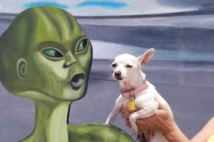 A dog visits an alien museum.