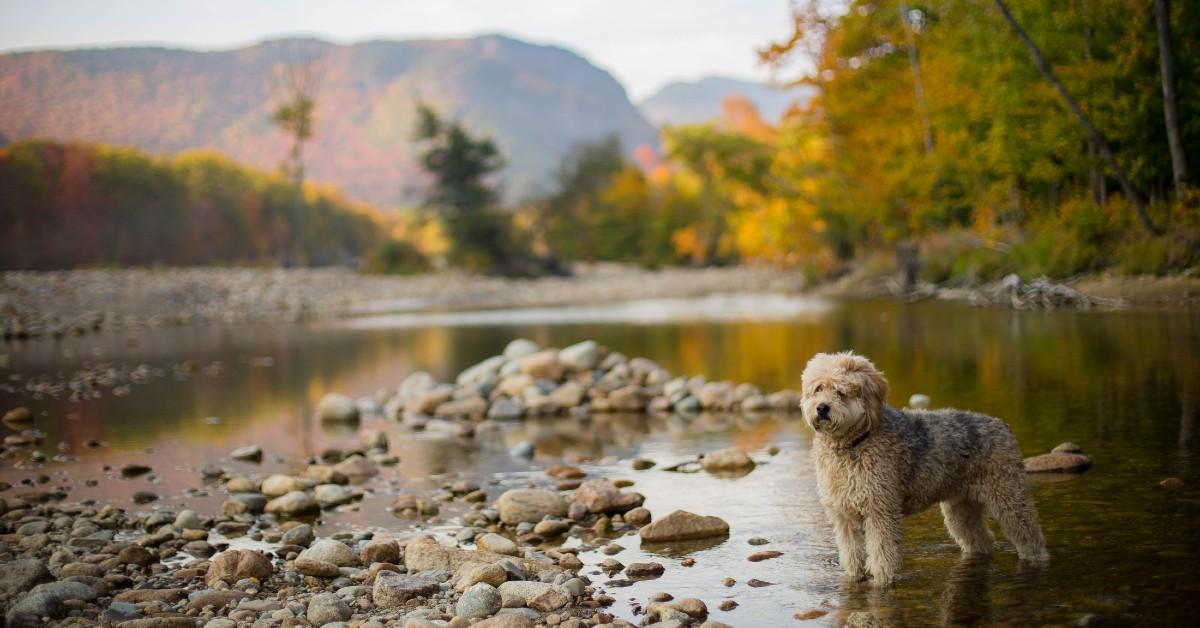The Best Dog-Friendly National Parks for Leaf Season