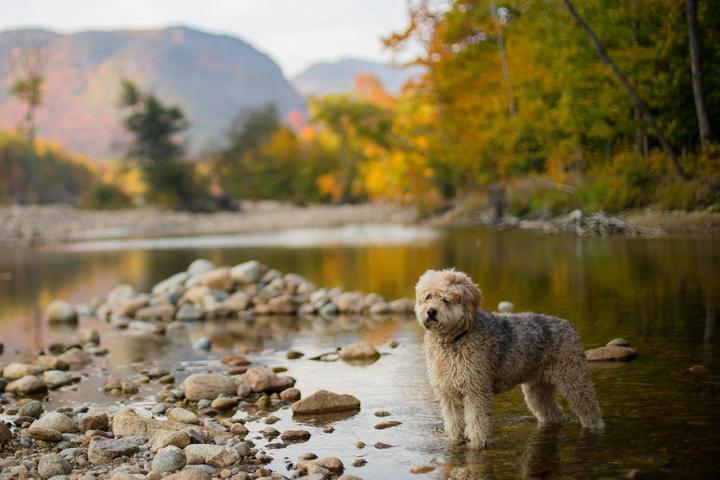 A dog at a pet-friendly national park.