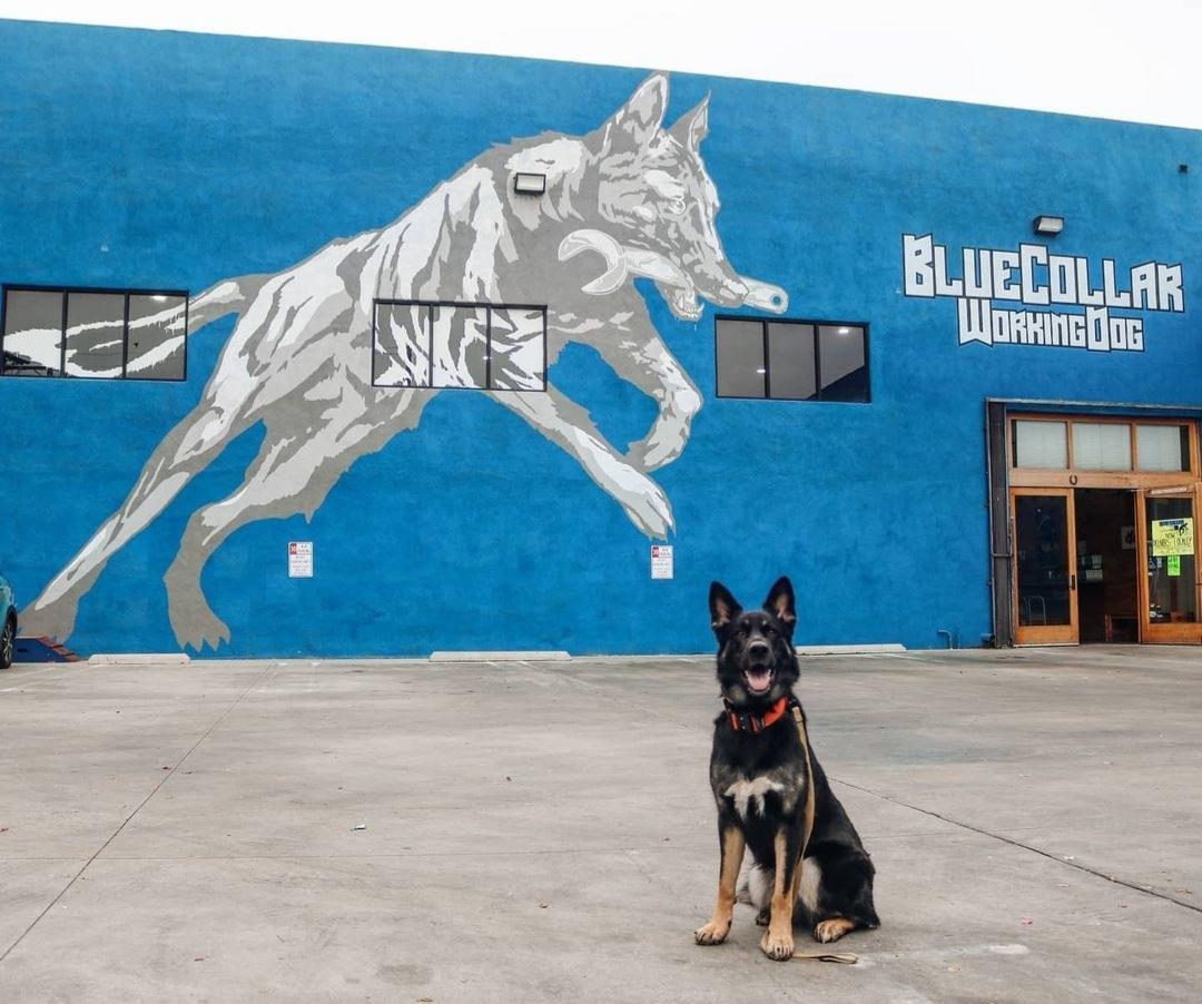 Bluecollar shop working dog
