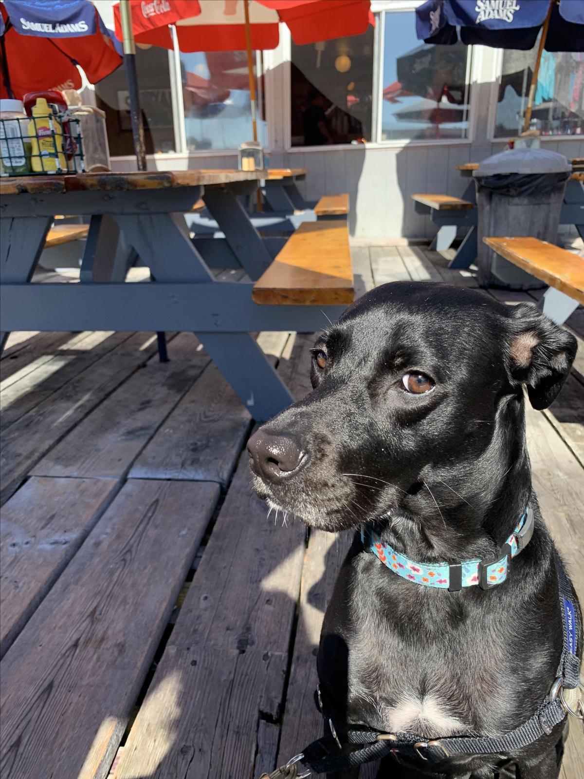 Boothbay Lobster Wharf restaurant view 2