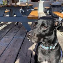 Boothbay Lobster Wharf restaurant view 2