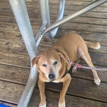 Hurricane Dockside Grill restaurant view 3