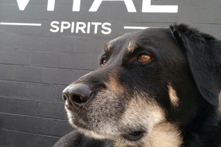 Pet Friendly Vitae Spirits Distillery
