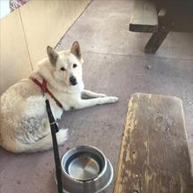 Tonopah Brewing Co. restaurant view 1