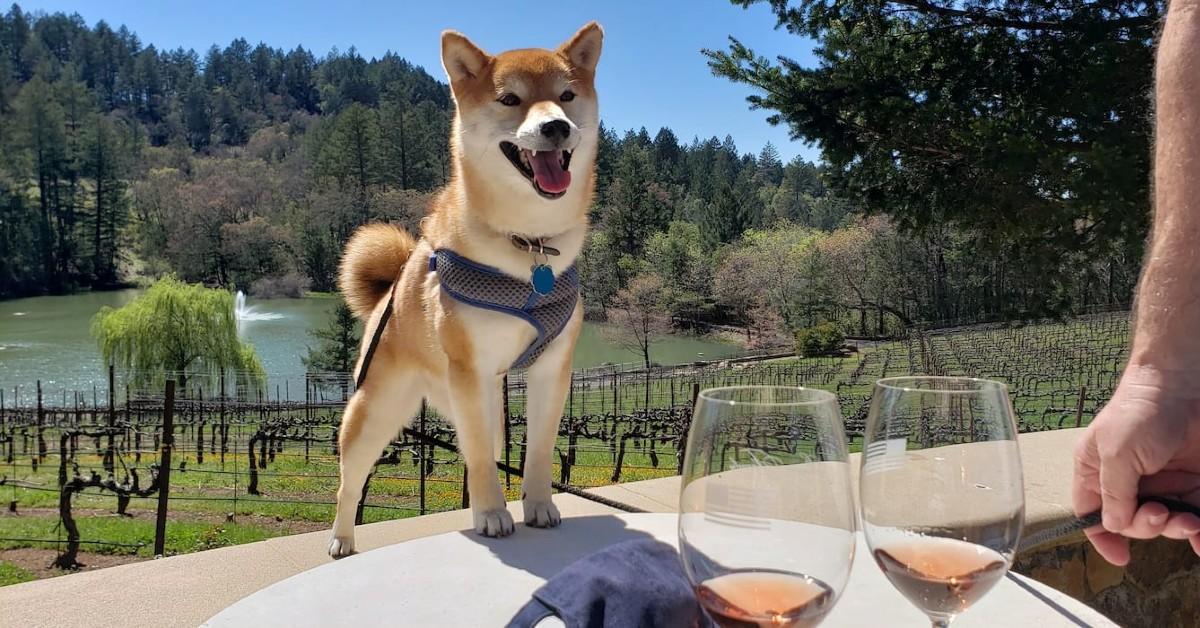 BringFido’s Guide to Napa Valley - BringFido