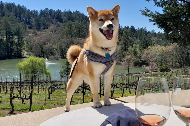 A dog tours a pet-friendly winery in Napa Valley