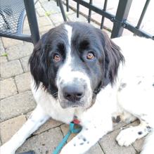 Woodman's Brew Pub restaurant view 2