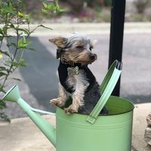 McNally's Irish Pub restaurant view 1