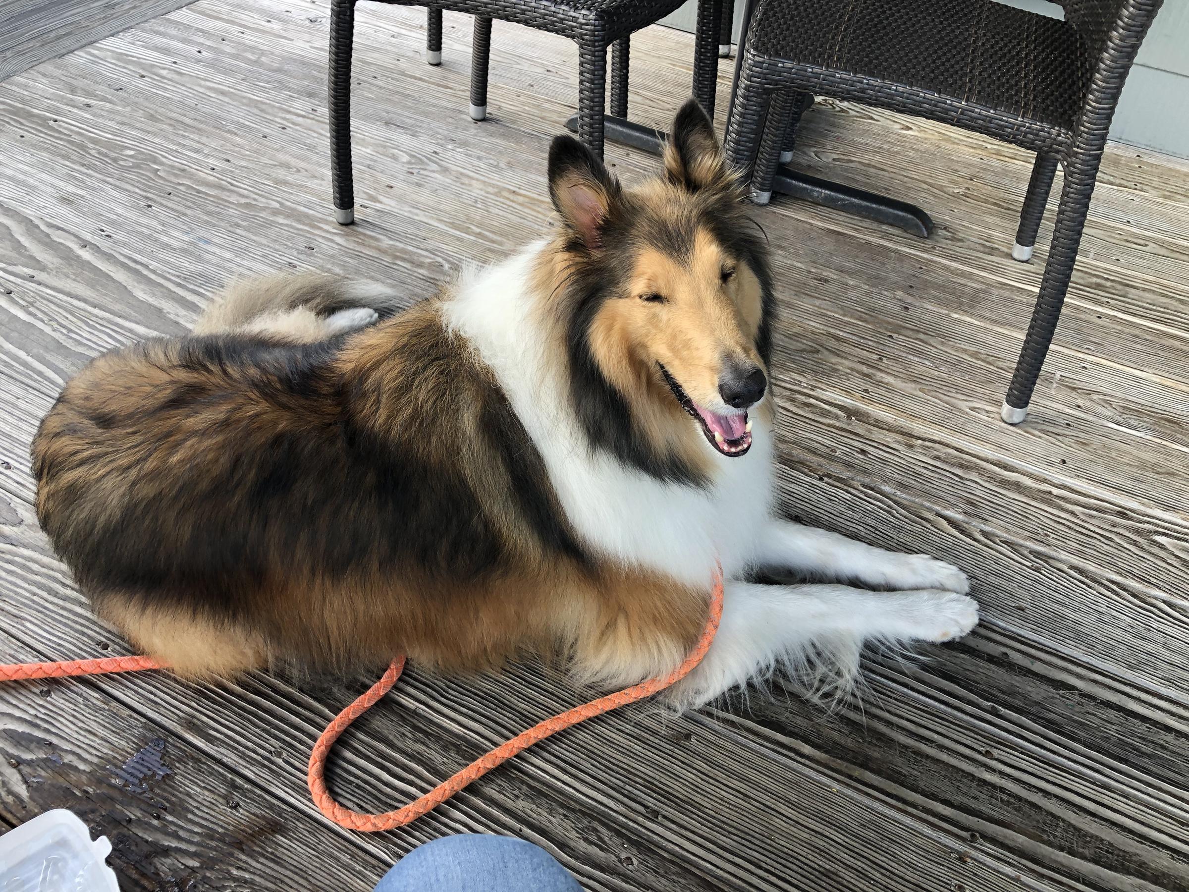 Pet Friendly Old Oyster Factory