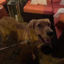 Sardella's Italian Restaurant restaurant view 2